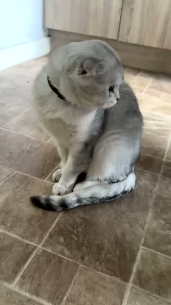 Scottish Fold cats for sale: TICA REGISTERED SCOTTISH FOLD MALE  - Video 1