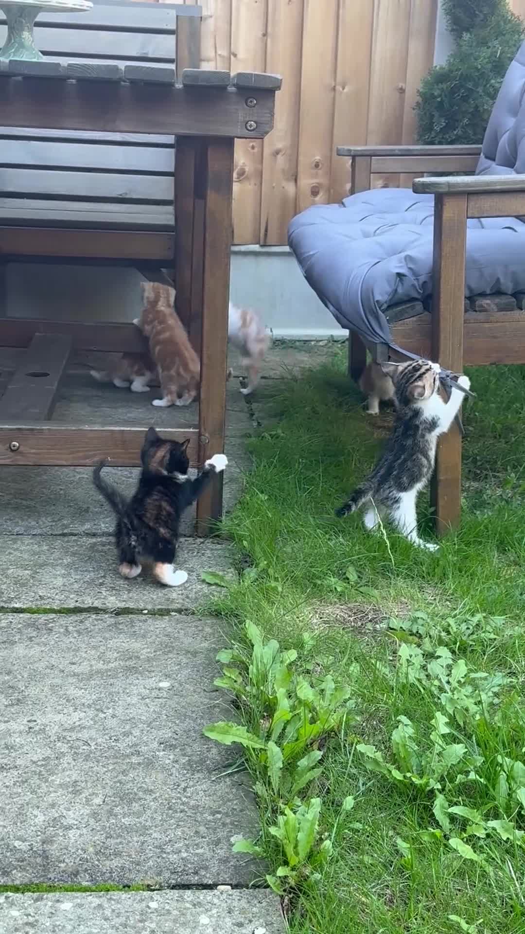 European cats for sale: Kittens 🐱  - Video 2
