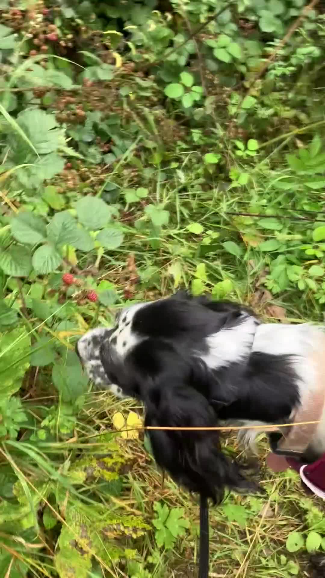 English Setter dogs for sale: 2yr. Pedigree working English setter sale/share - Video 3