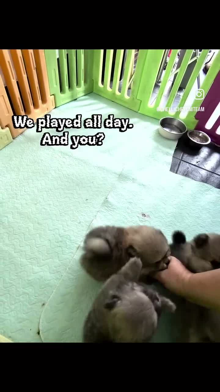 Pomeranian dogs for sale: Four small cute pups  - Video 1