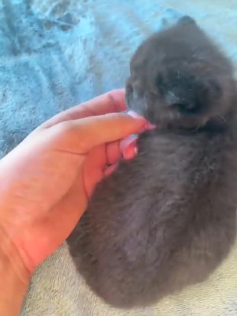 British Shorthair cats for sale: 2 GCCF female British short hair kittens  - Video 2