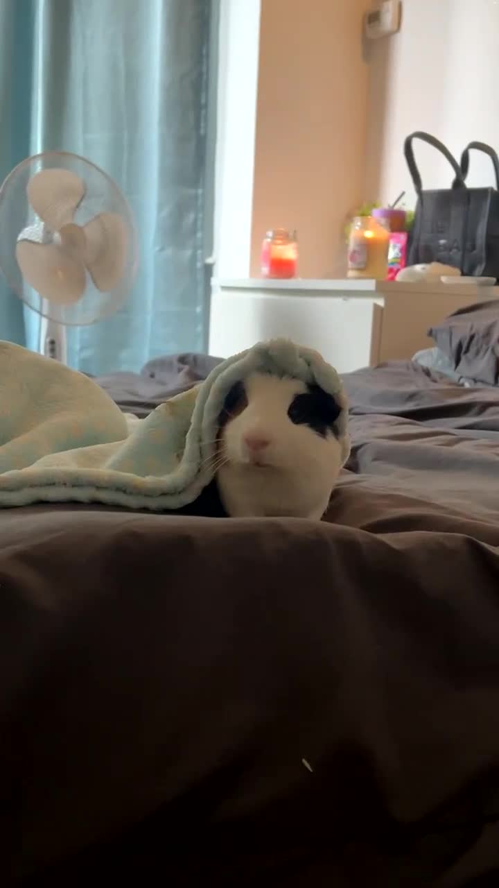Guinea Pig rodents for sale: 2 guinea pigs  - Video 3