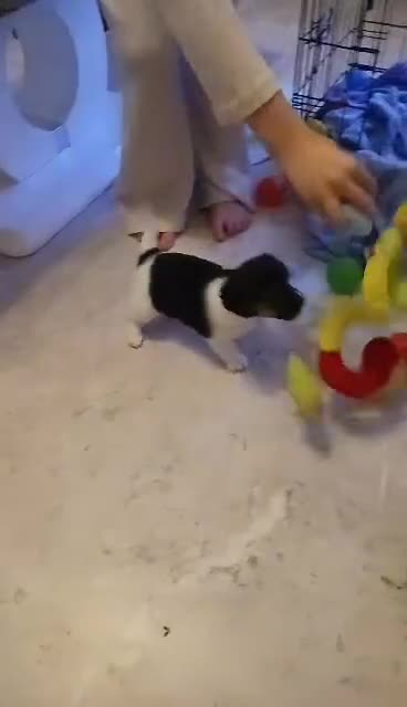Jack Russell dogs for sale: Full pedigree jack russle pups  - Video 3