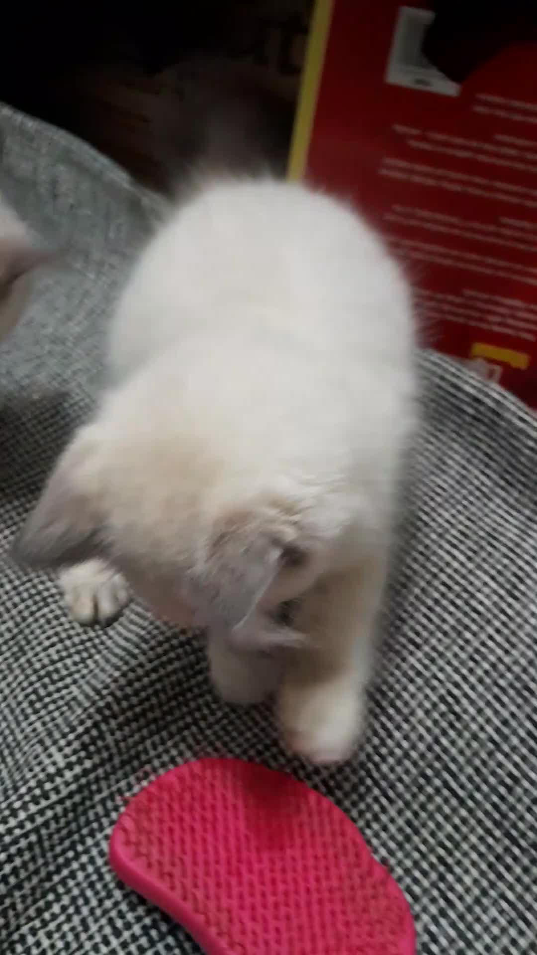 Ragdoll cats for sale: Beautiful Ragdoll kittens  - Video 1