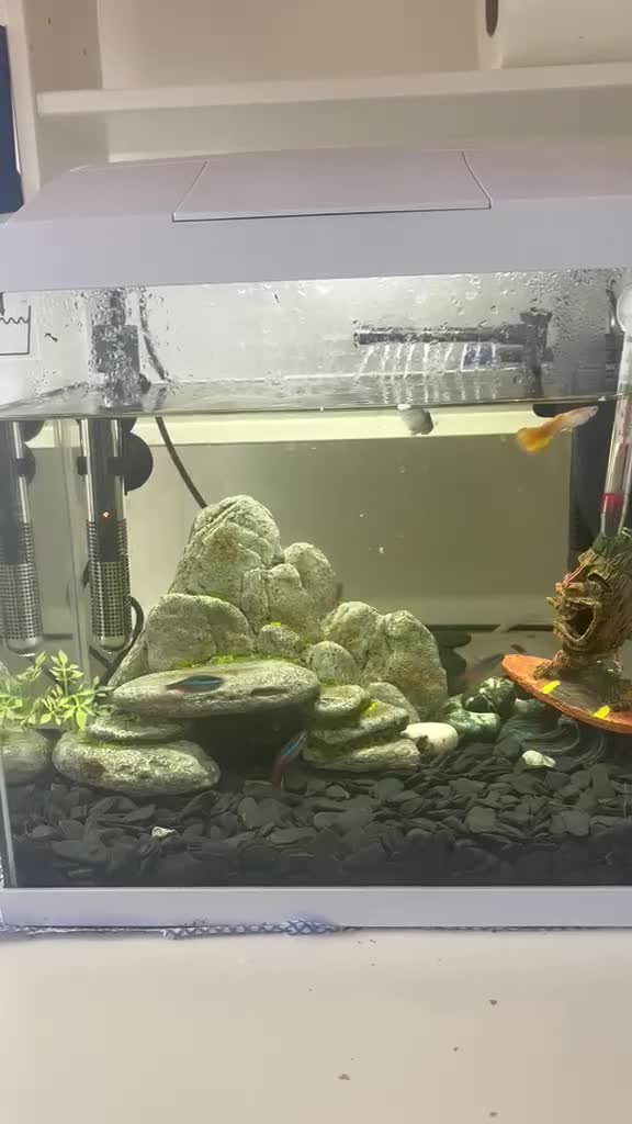 Tetras fish for sale: Beautiful Aquarium with Guppies & Tetras - Video 1