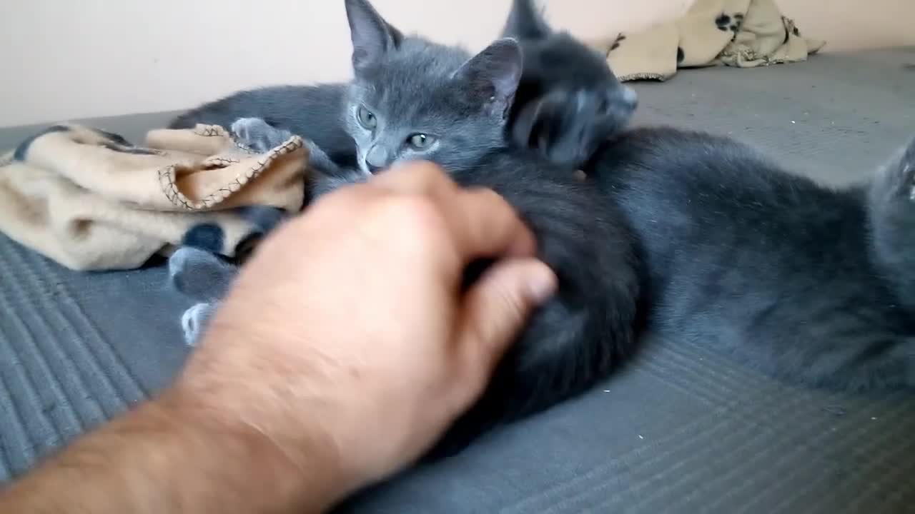 Russian Blue cats for sale: Russian Blue kittens One Girl Two boys - Video 2