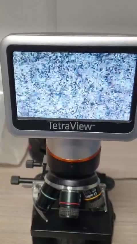 Pomeranian dogs for stud: 🌟 PREMIUM STUD SERVICE: "KIMCHI" 🌟 - Video 1