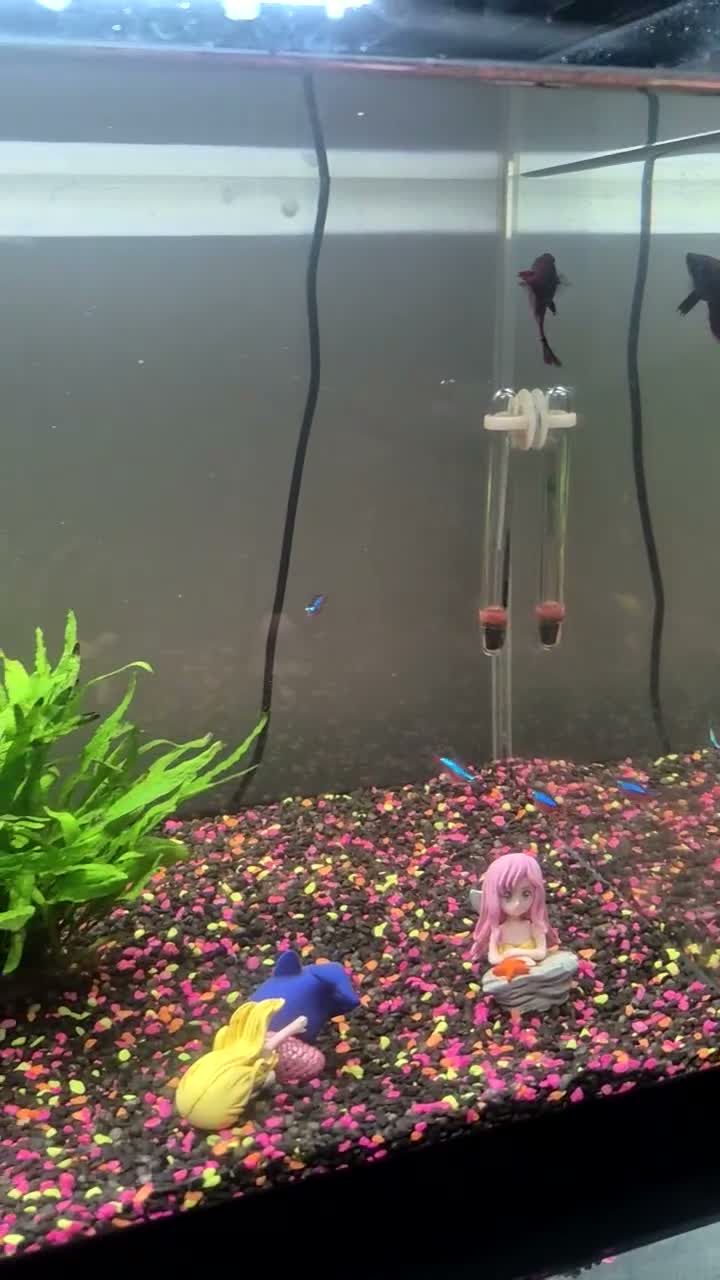 Other/Mixed Breed fish for sale: Tropical Fish, Tank, Heater & Filter set up - Video 1