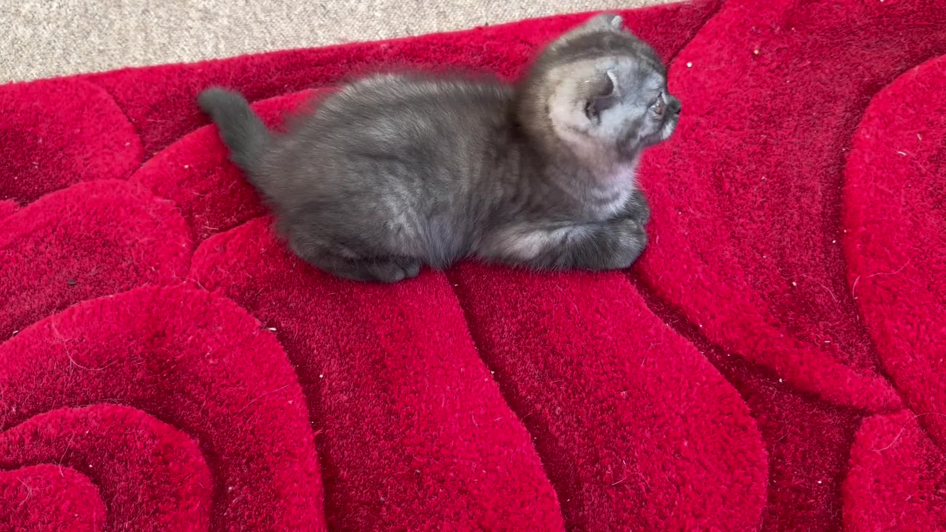 Scottish Fold cats for sale: Scottish fold , British shorthair  - Video 1