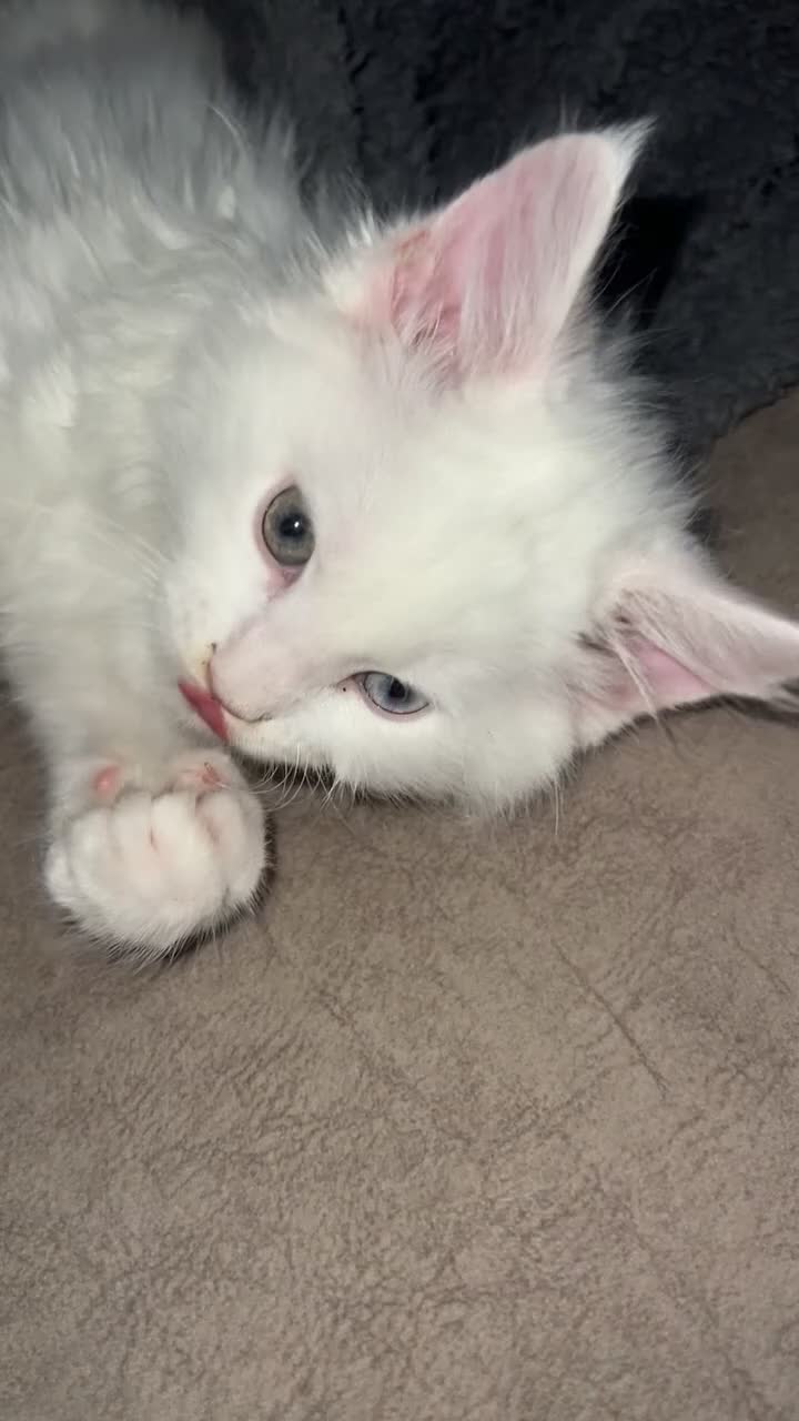 Maine Coon cats for sale: 2 odd eye male Mainecoon and 1 female smoke kitten - Video 3