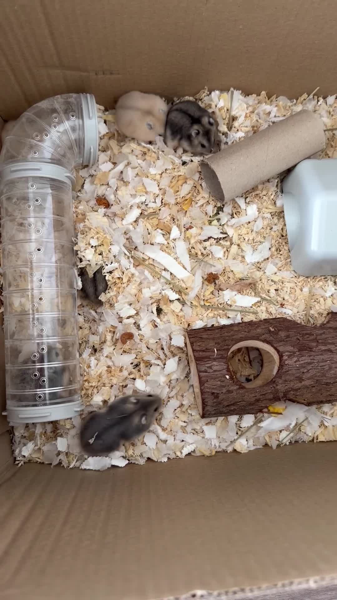 Hamster rodents for sale: Russian Dwarf Hamster  in Winchester - Video 1