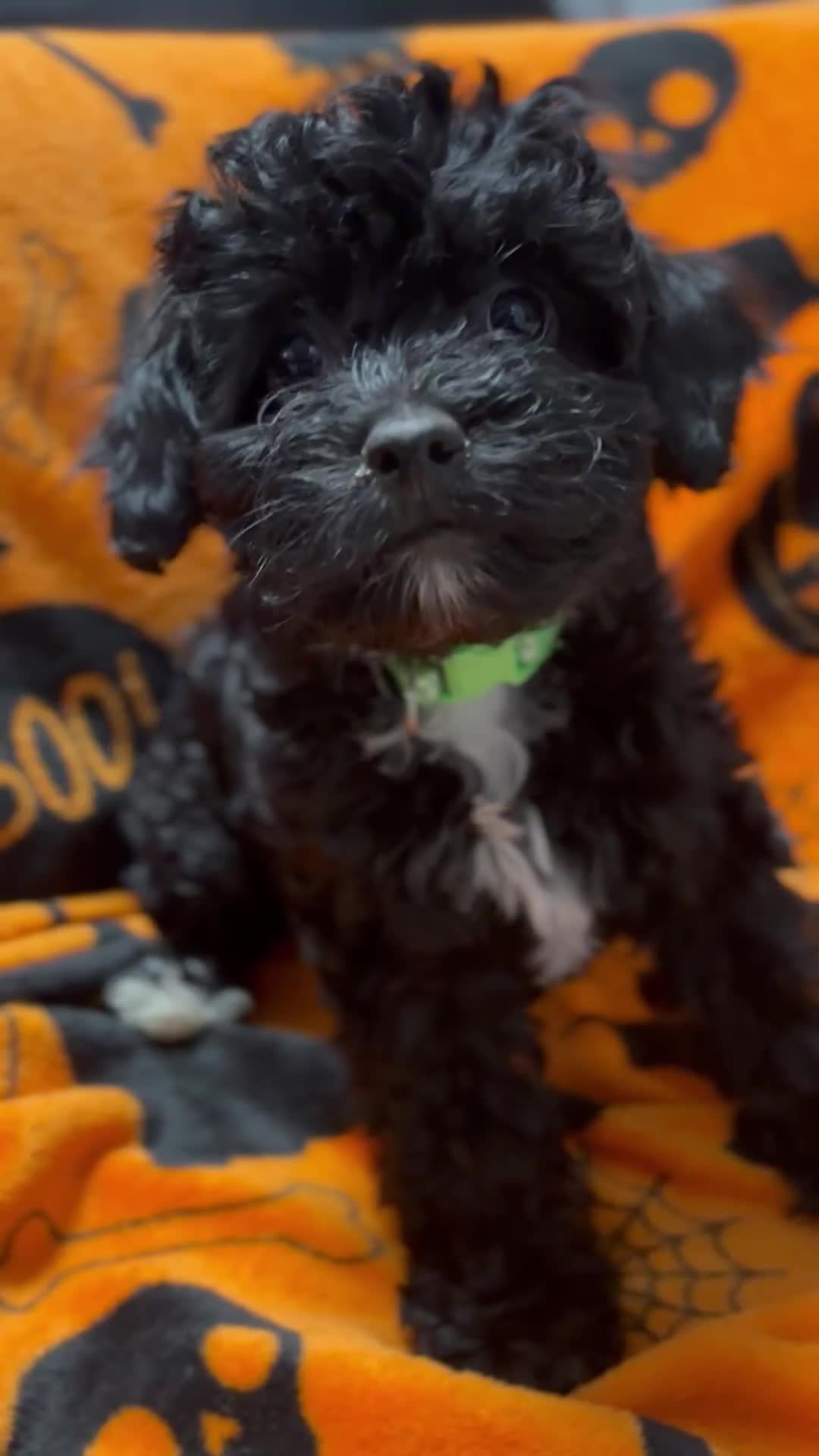 Cockapoo dogs for sale: 3 fluffy miniature cockpoo puppy’s  - Video 1