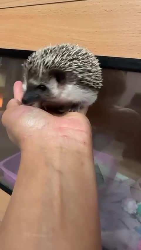 Pygmy Hedgehog rodents for sale: Pygmy hedgehog with full set up💗 - Video 2
