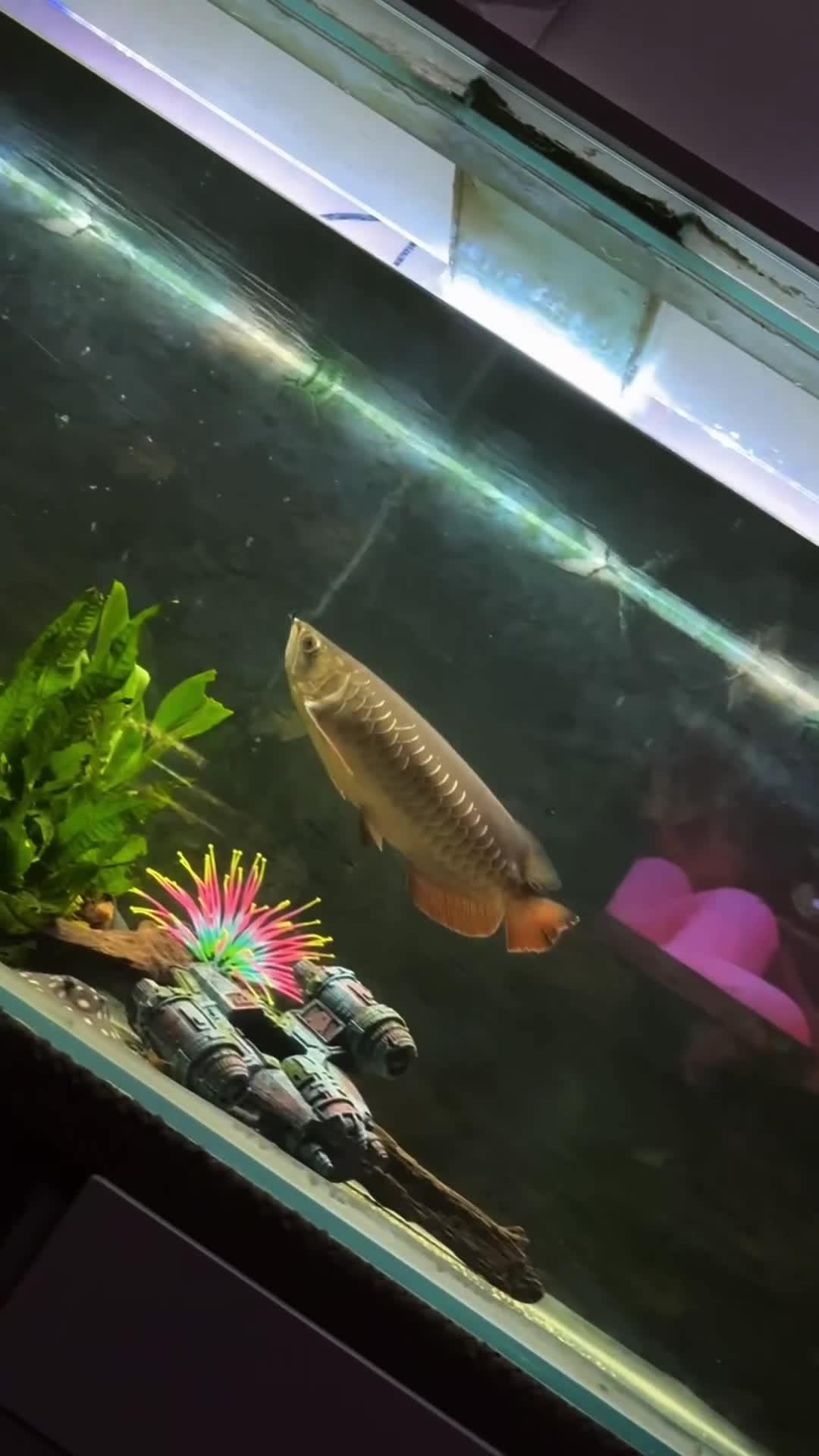 Cichlids fish for sale: Asian arowana + a load of others  in Rossendale - Video 1