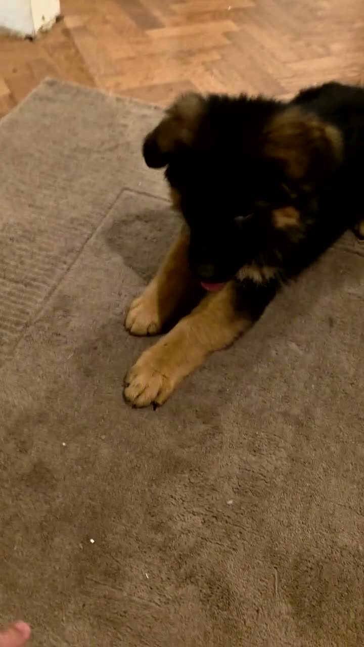 German Shepherd dogs for sale: Long hair German Shepherd puppy full health tests - Video 5