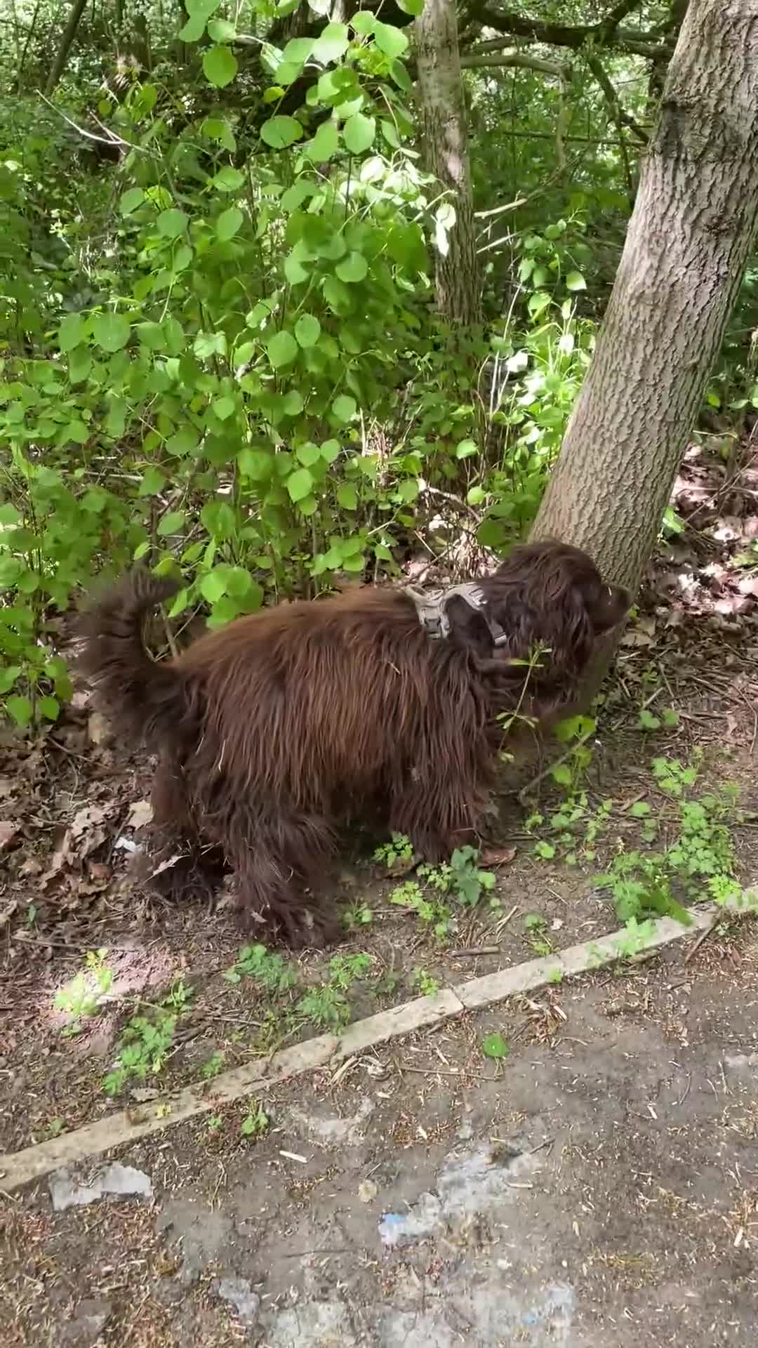 Sprocker dogs for stud: Dexter looking to stud - Video 2