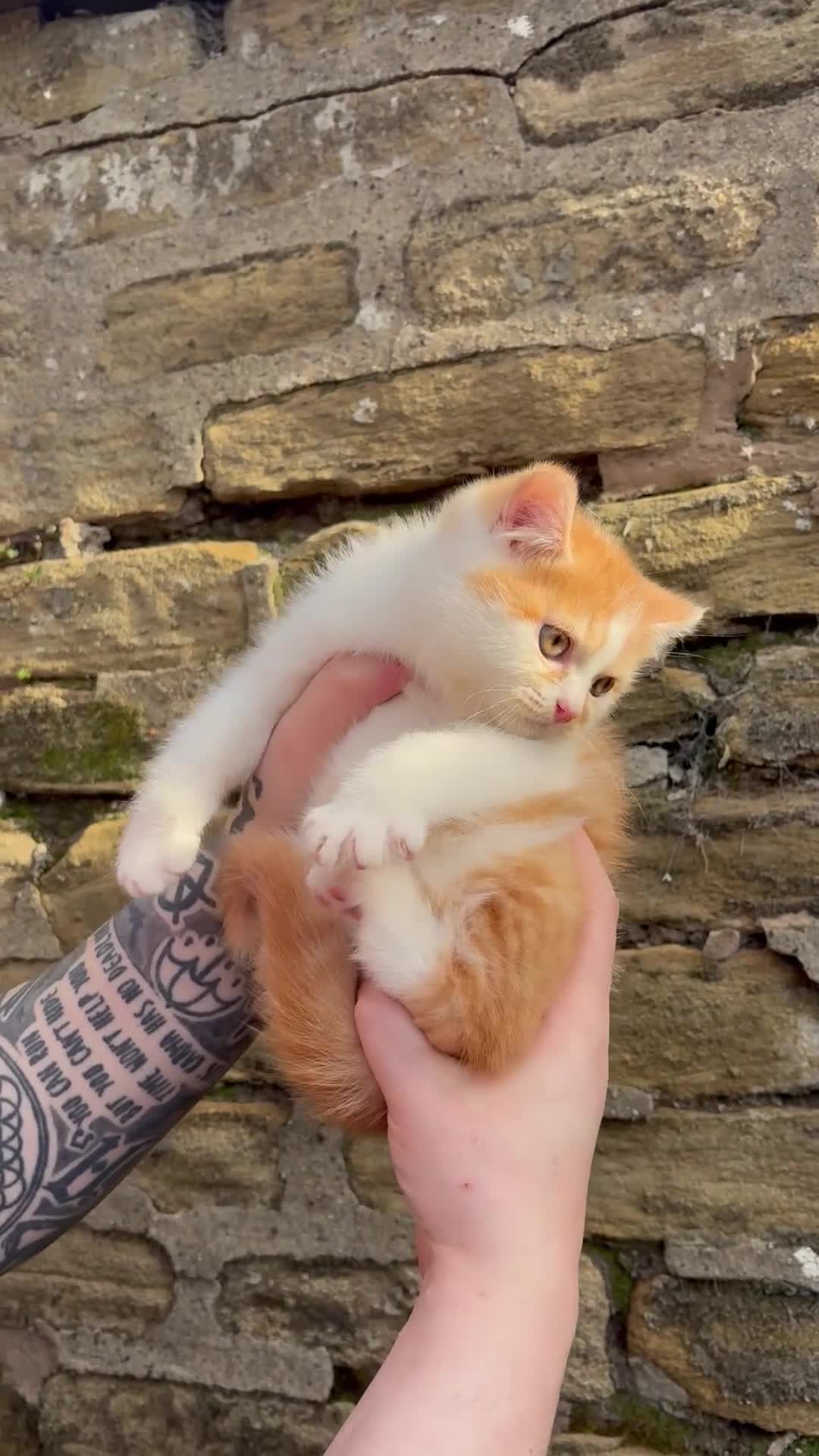 British Shorthair cats for sale: 3 BSH boys looking for their families - Video 1