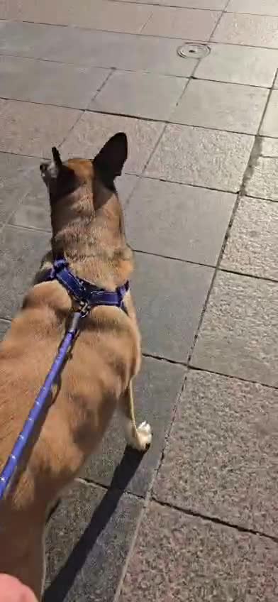 Mixed Breed dogs for adoption: Cuca  in Ashford - Video 2