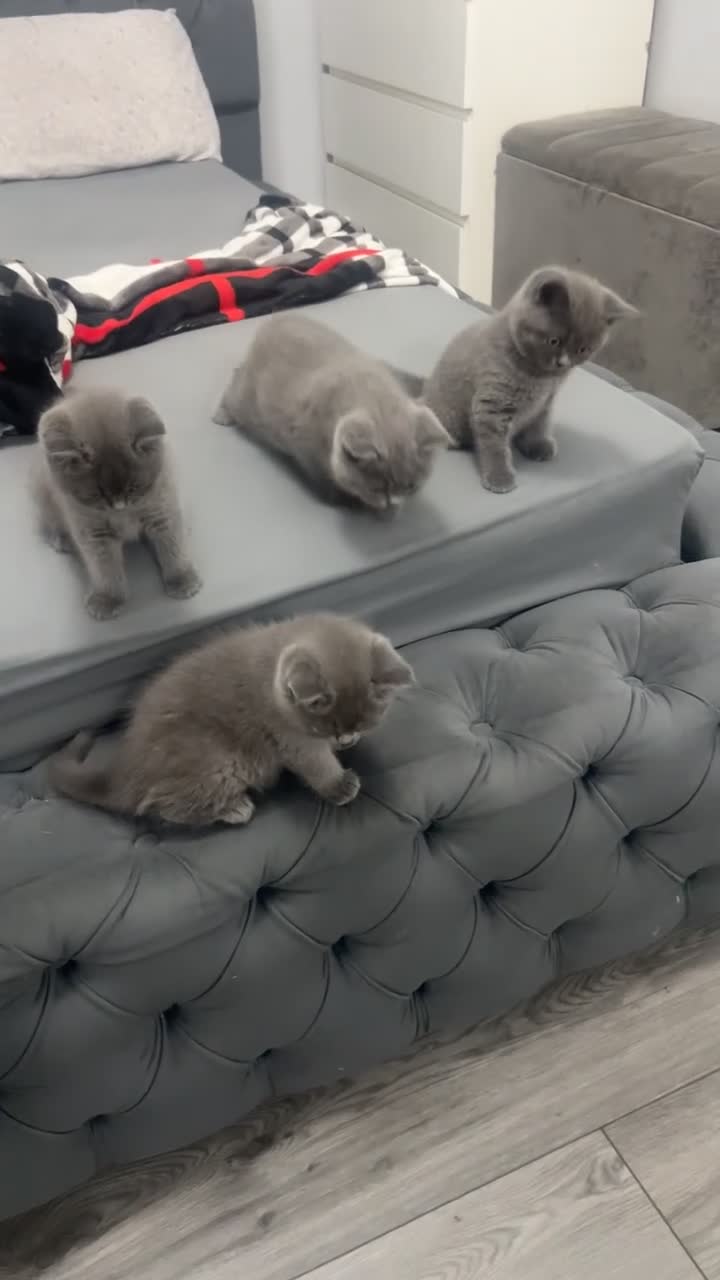 British Shorthair cats for sale: British Short hair kittens for Sale  - Video 2