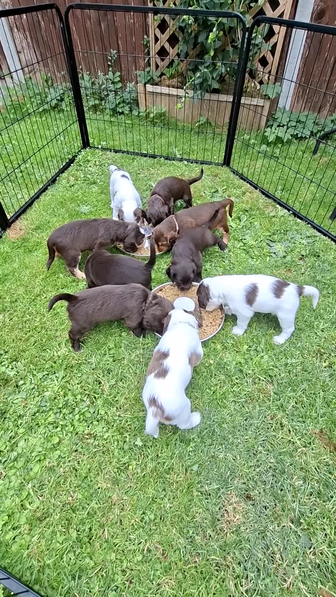 Cocker Spaniel dogs for sale: Gorgeous litter of Cocker Spaniel Puppies - Video 2