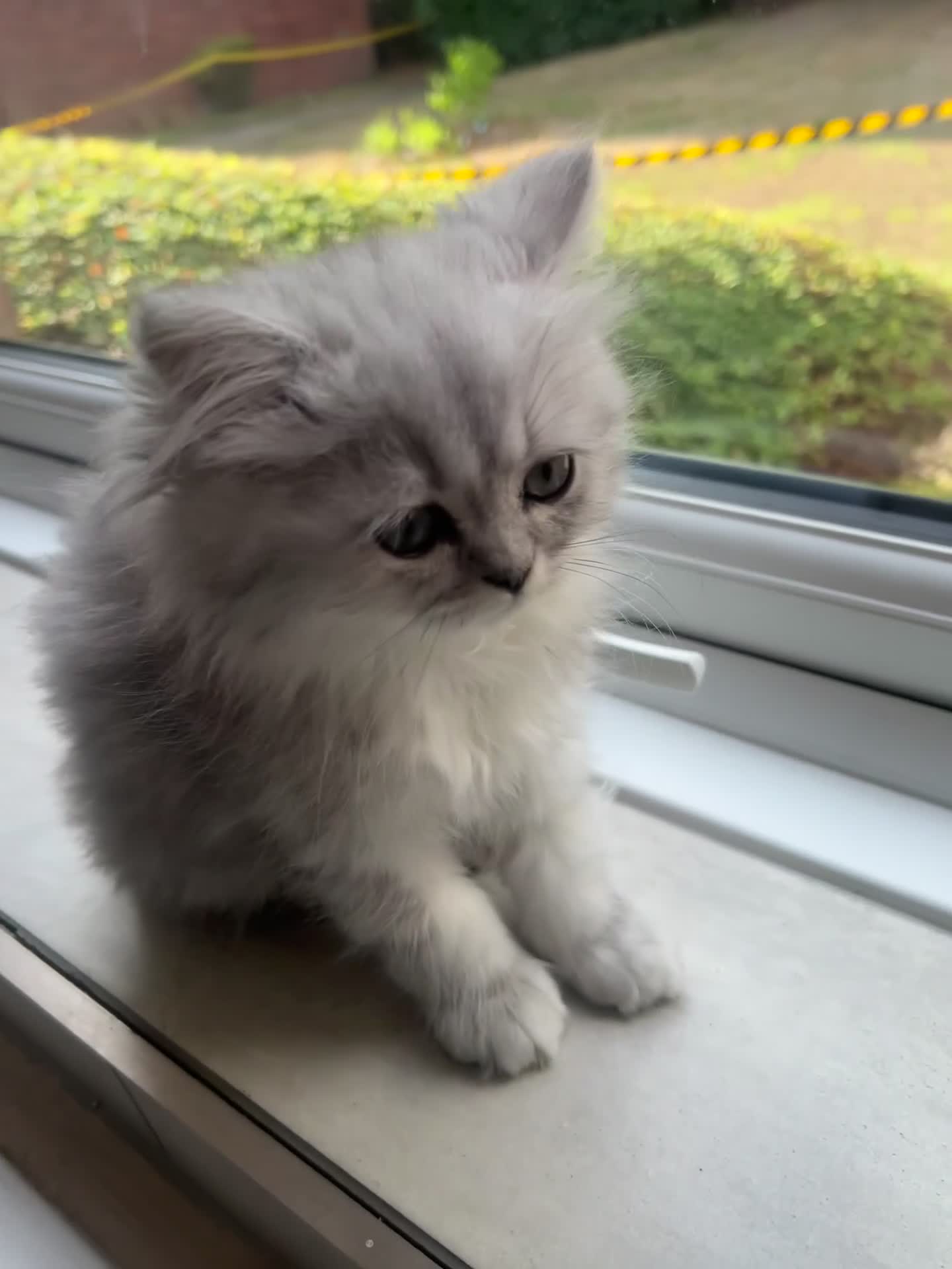 Persian cats for sale: 🎀4 BOYS LEFT!! 🎀Persian Chinchilla Kittens 💎 - Video 2