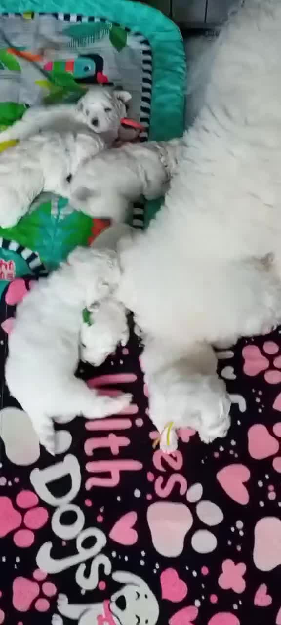 Bichon Frise dogs for sale: Bichon Frise 2 boys and 4 girls - Video 1