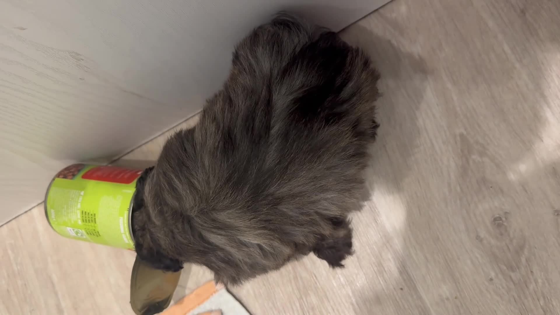 Mixed Breed dogs for sale: chihuahua mixed breed - Video 2