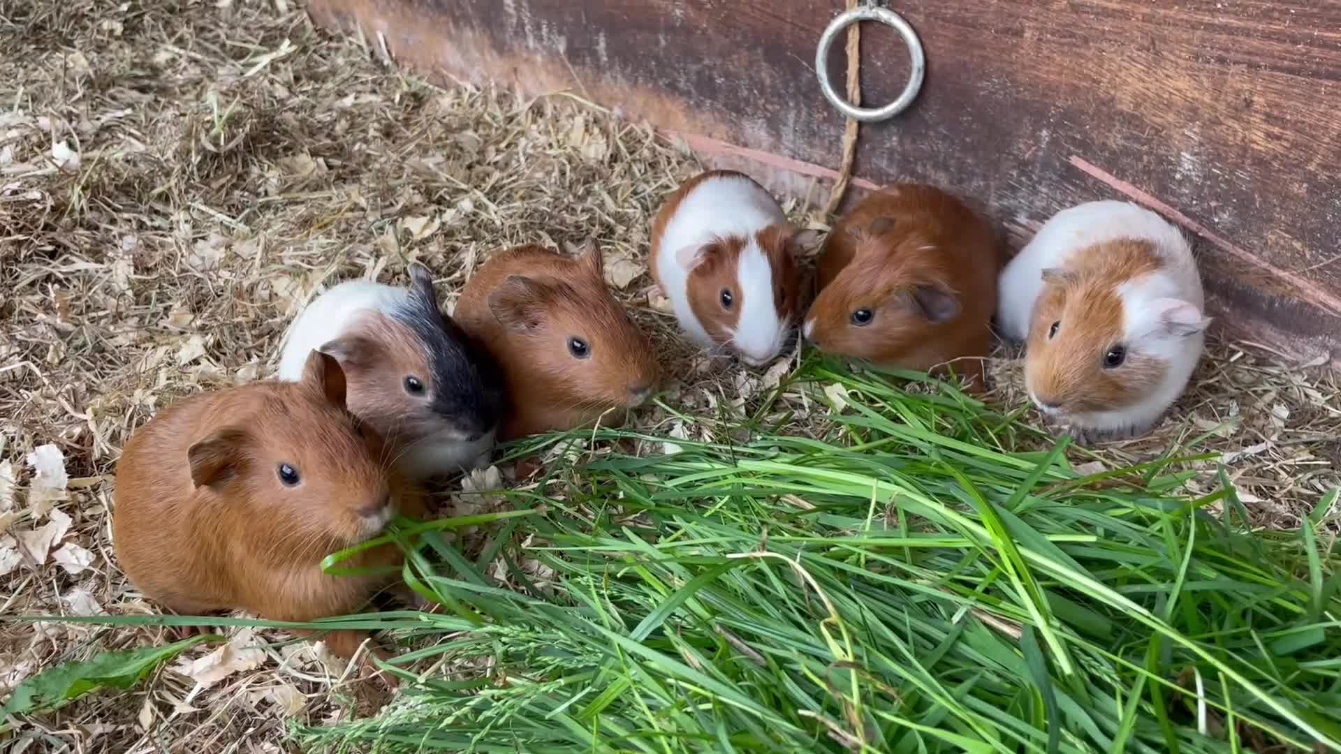 Guinea Pig rodents for sale: 2 baby male guinea pigs  in Bideford - Video 1