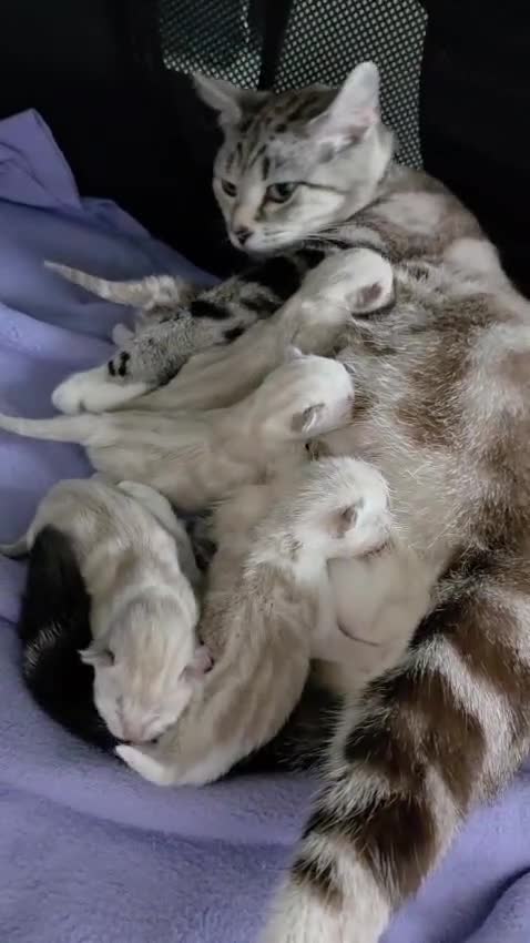 Mixed Breed cats for sale: Domestic kittens x ragdoll 🐱😻Reservation open🙀 - Video 1