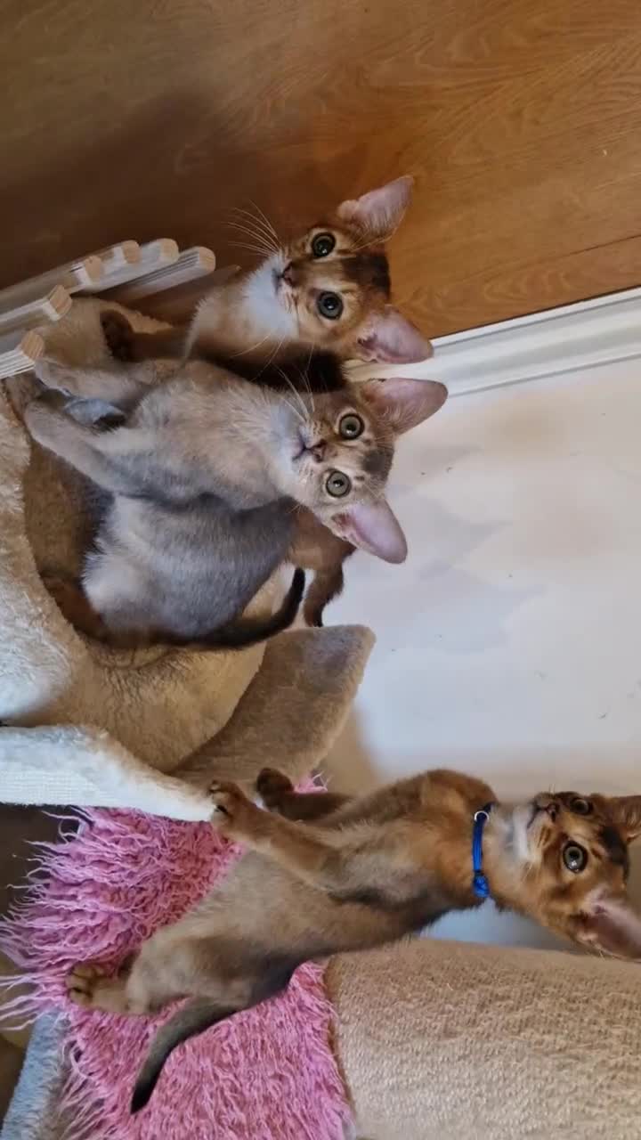 Abyssinian cats for sale: Beautiful kittens 🥰 Ready to go 😍 - Video 1