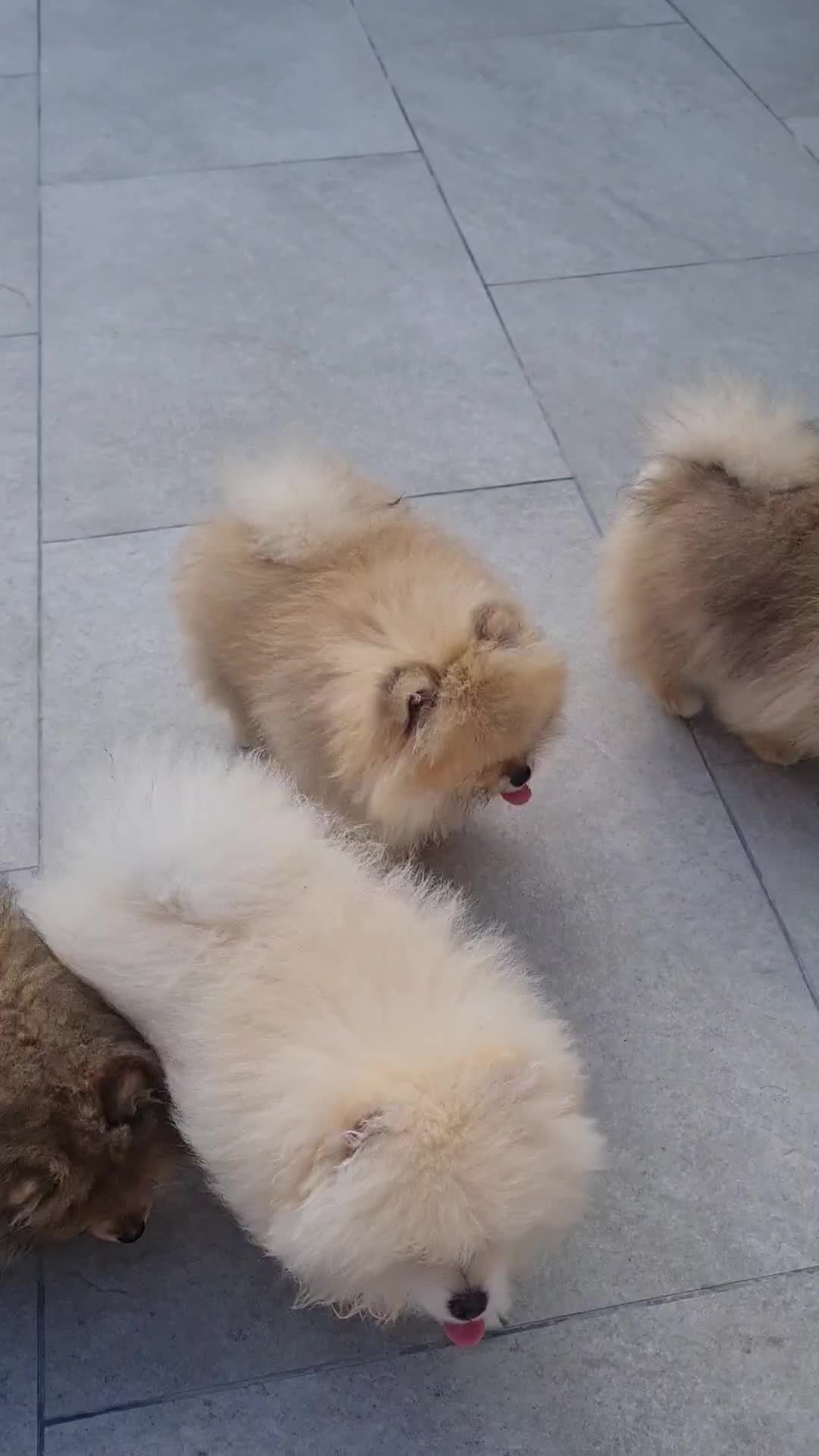 Pomeranian dogs for sale: Stunning Teddy purebreed Russian/Ukrainian poms in Basildon - Video 4