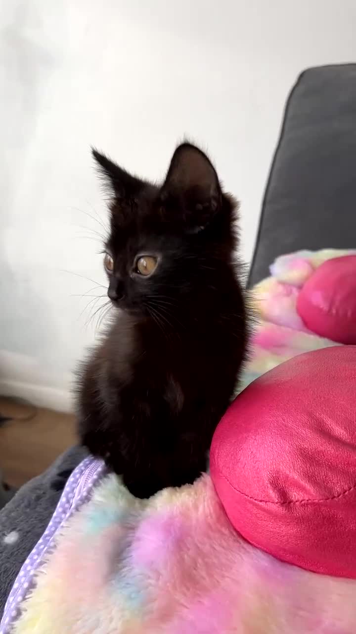 Mixed Breed cats for sale: MAINECOON X NEEDING HOME👀🏡 - Video 1