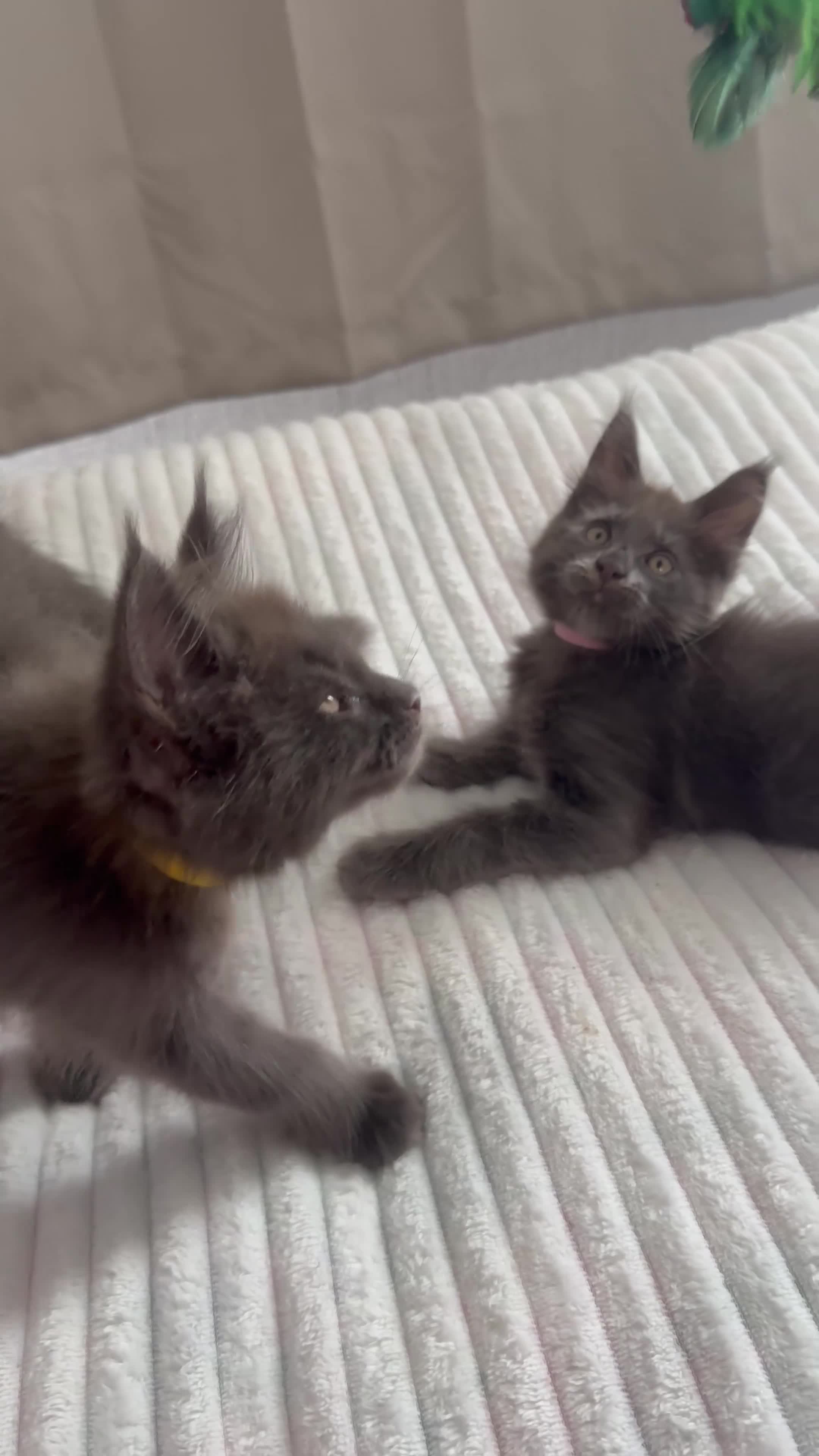 Maine Coon cats for sale: 🐾 READY NOW 🐾 TICA/ GCCF Maine Coon kittens 👑  - Video 3