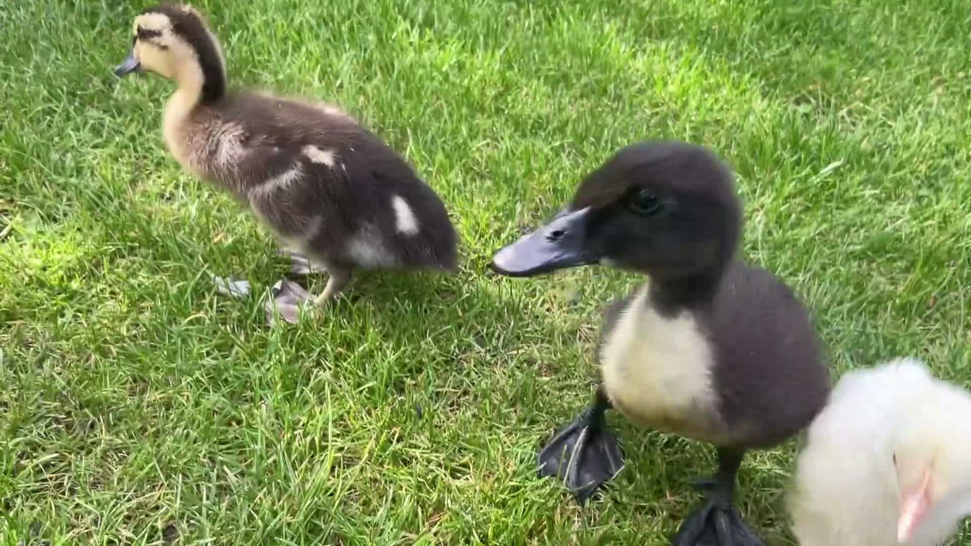 Chickens poultry for sale: Indian runner ducks and chicks available soon! - Video 1