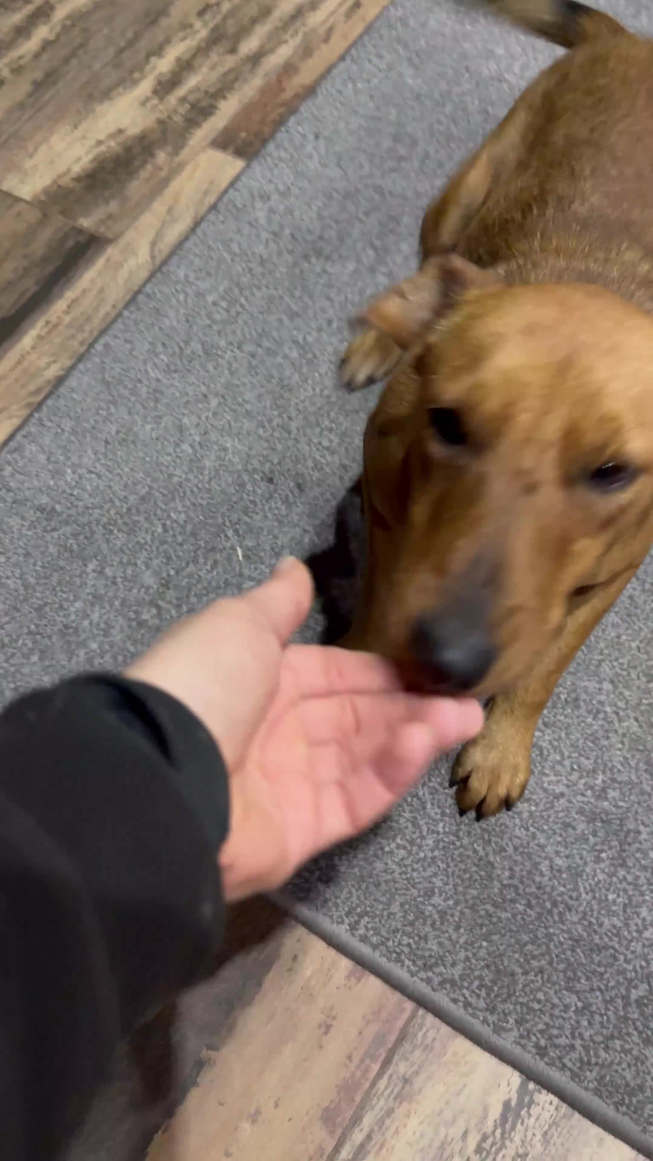 Fox Terrier dogs for adoption: Sweet Felix Needs LOVE - Video 2