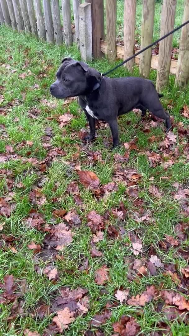 Staffordshire Bull Terrier dogs for stud: Exceptional Blue Staffordshire Stud Service -Milo in Brentford - Video 2