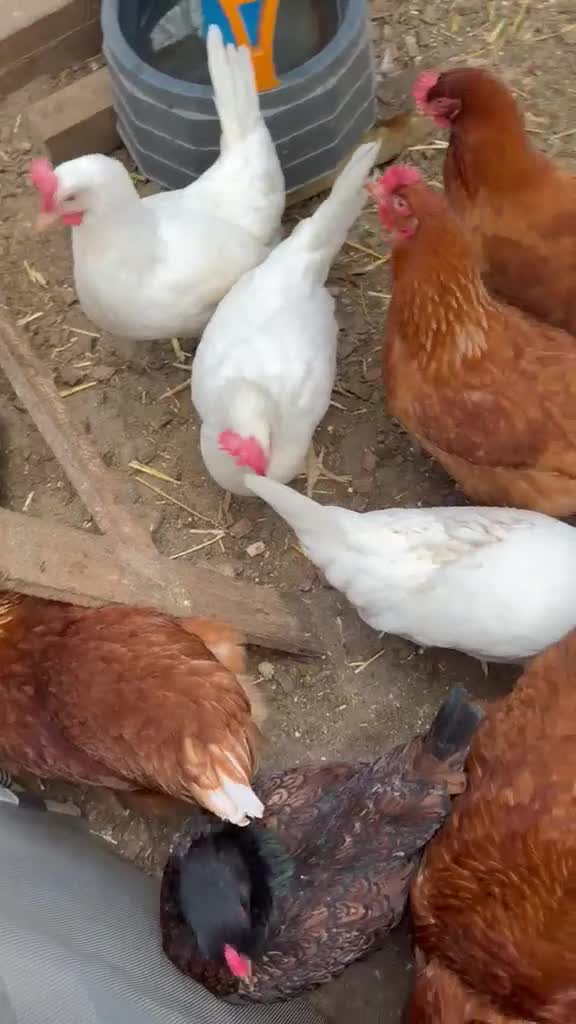 Chickens poultry for sale: Bovan brown ,white star - Video 1