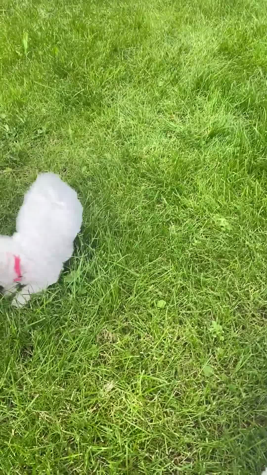 Bichon Frise dogs for sale: Beautiful Bichon Puppies – 3 Girls & 2 Boys in Taunton - Video 1