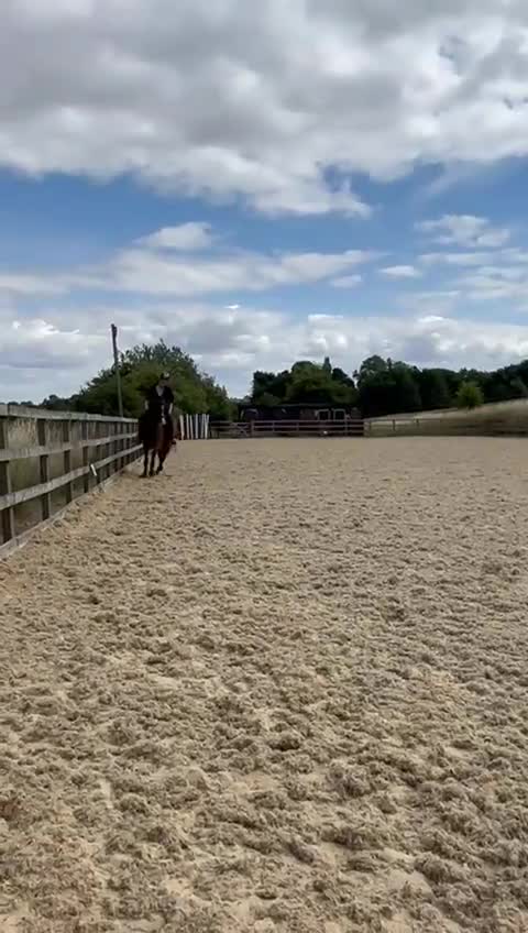 Irish Thoroughbred horses for sale: Tb gelding for sale  - Video 1