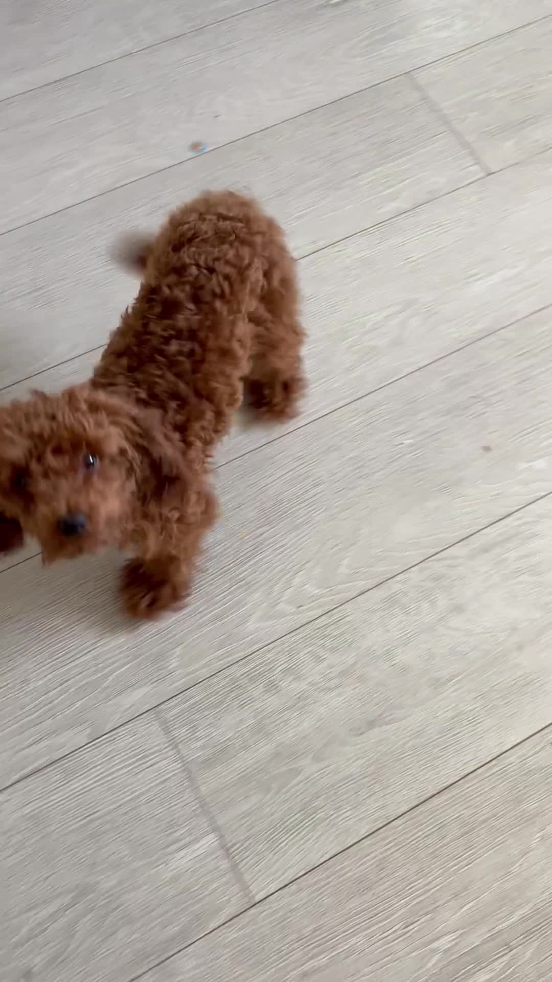 Toy Poodle dogs for sale: Suzie girl looking new house - Video 1