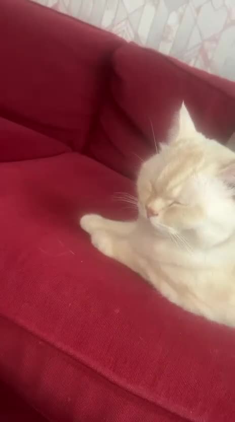 British Shorthair cats for sale: G💛lden Shaded Chinchilla 🐾 BSH - Video 2