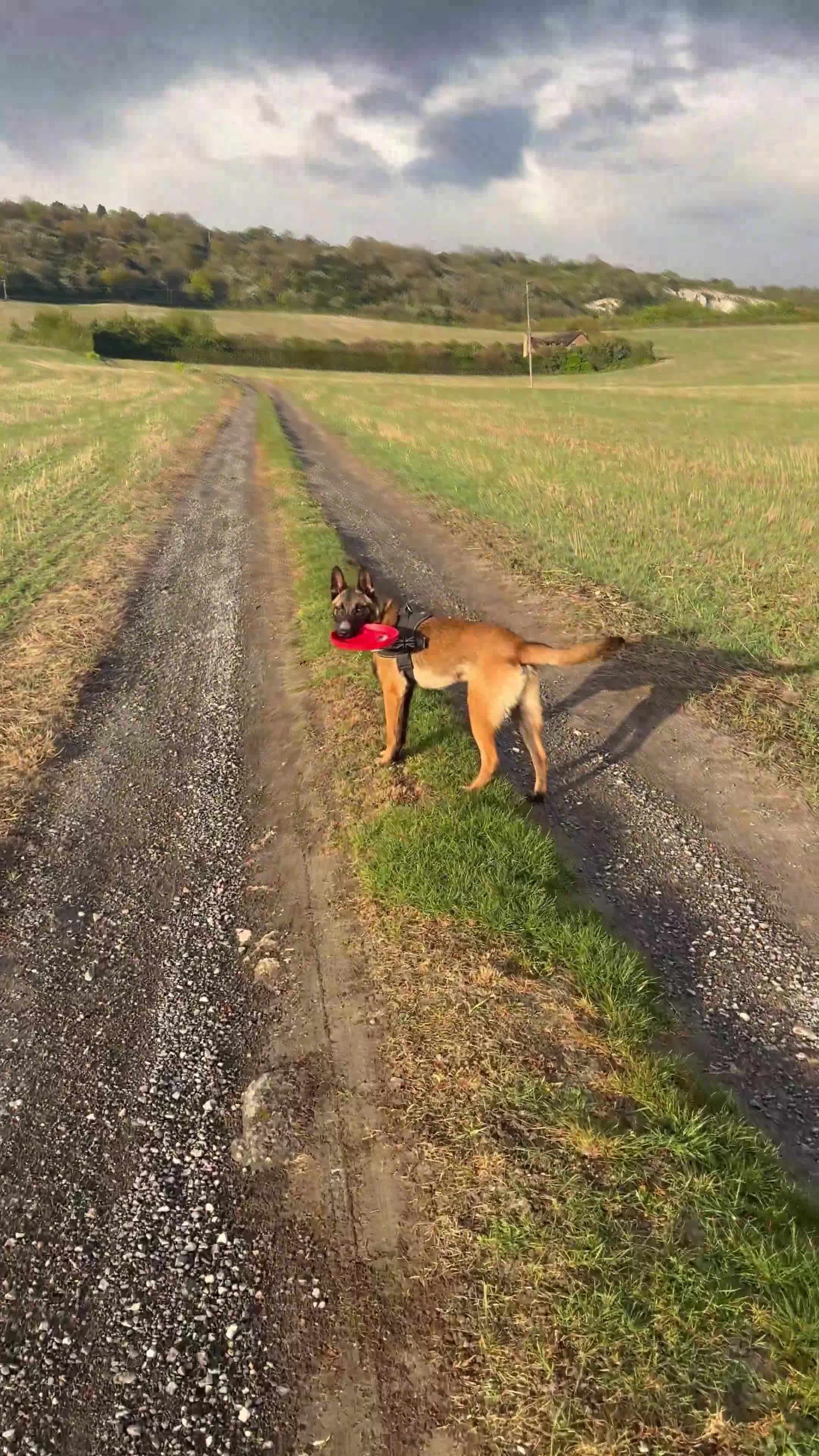 Belgian Shepherd Dog dogs for sale: 9 month old male Belgian Shepard Malinois  - Video 5