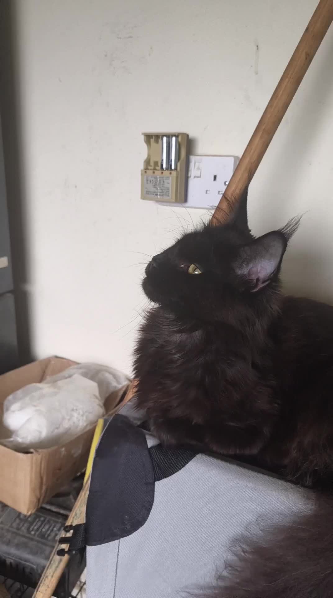 Maine Coon cats for sale: For sale active young Tica main coon girl  - Video 1