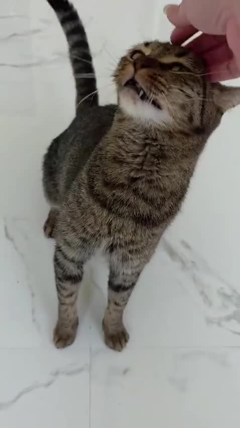 Domestic Shorthair cats for adoption: Elvis  - Video 1