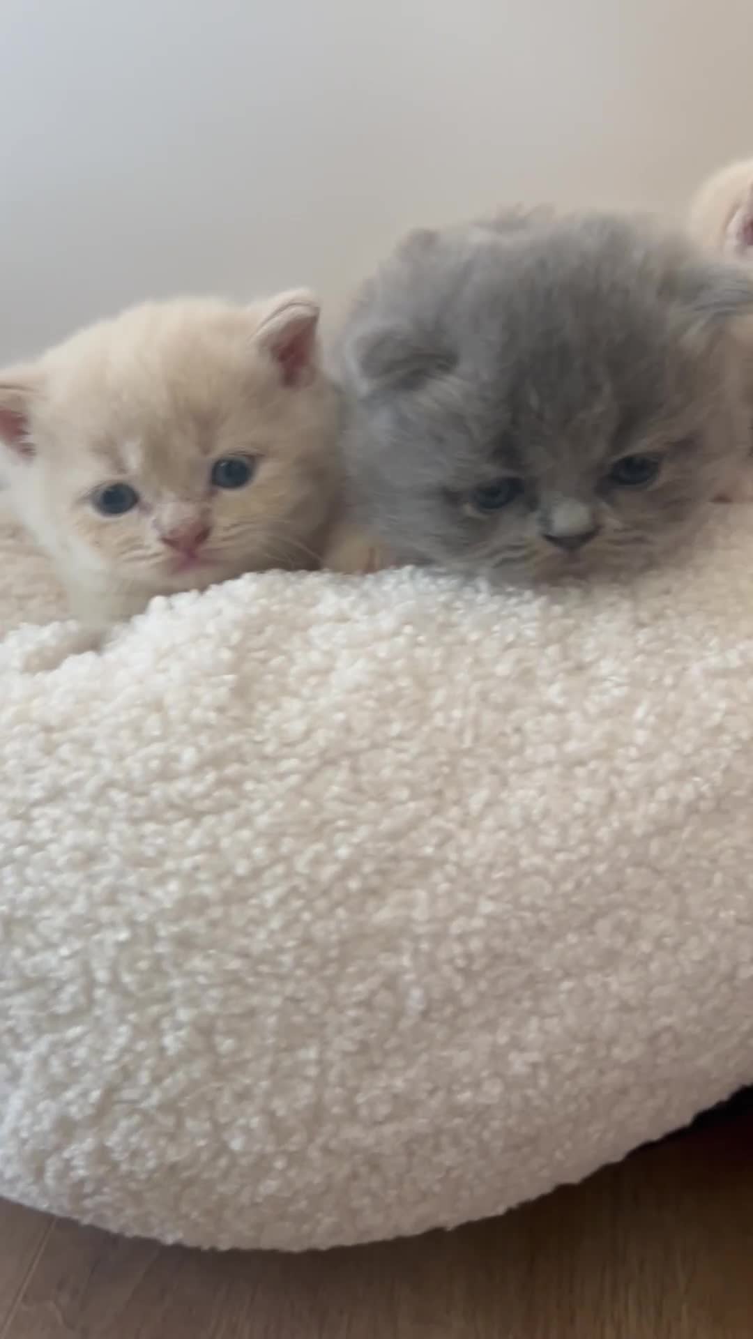 British Shorthair cats for sale: Breathtaking purebred British shorthair kittens - Video 3