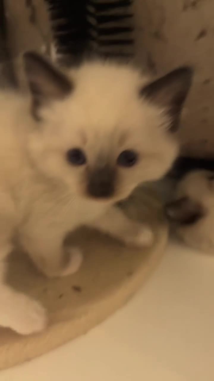 Ragdoll cats for sale: Beautiful Blue Mitted Ragdoll Kitten’s for Sale 🐾 - Video 2