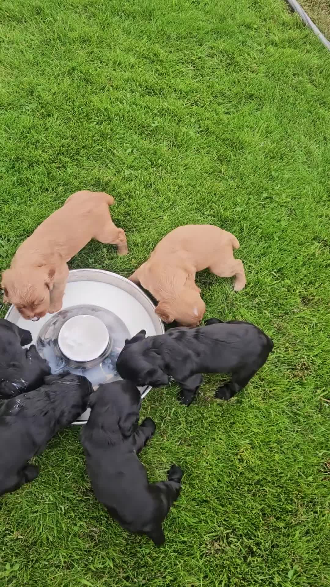 Cocker Spaniel dogs for sale: Cocker spaniels  in Tadcaster - Video 1