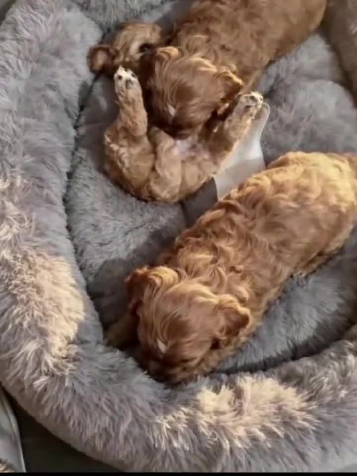 Cavapoo dogs for sale: Beautiful puppies for reserve - Video 1