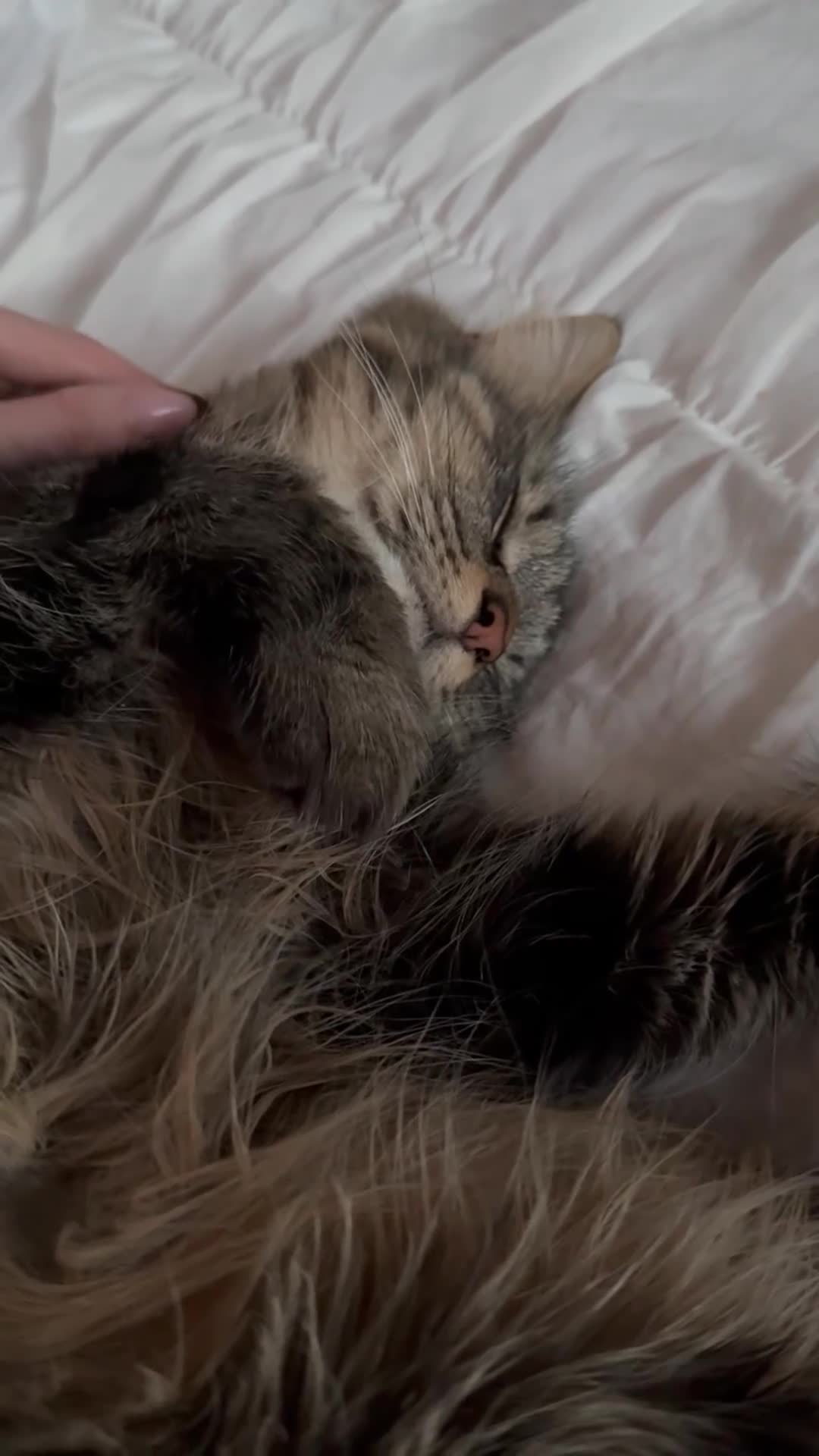Ragdoll cats for sale: 2 cats (bonded) - Video 2