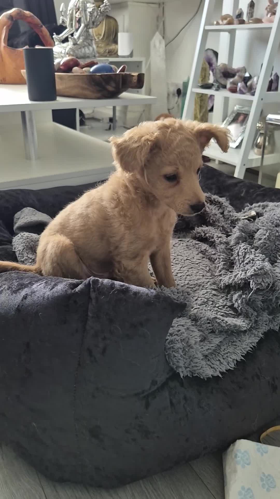 Mixed Breed dogs for sale: Cockapoochis Ready Now  - Video 3